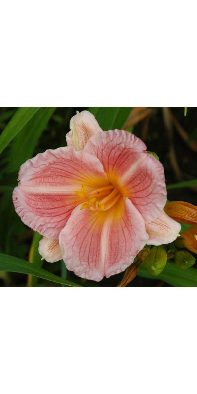daylilies: 32-07