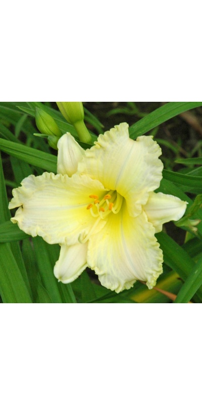 daylilies: 33-07