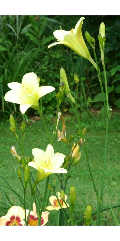 daylilies: OLALLIE LEMON TREE