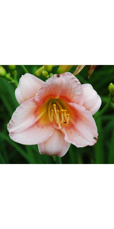 daylilies: OLALLIE NORMAN-PARNELL (38-07)