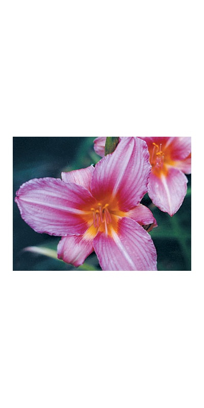 daylilies: DAZZLER (VT)