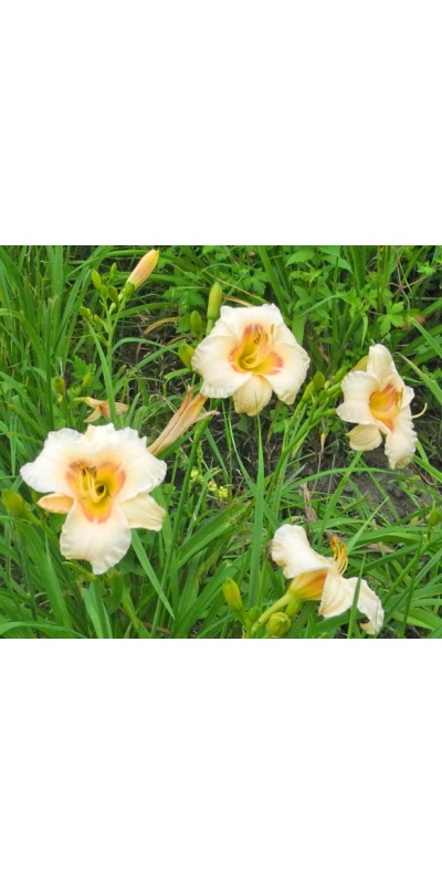 daylilies: 49-07