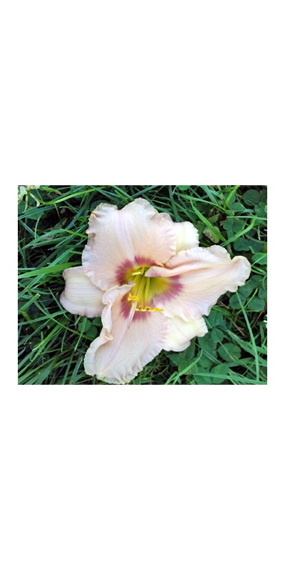 daylilies: 57-07
