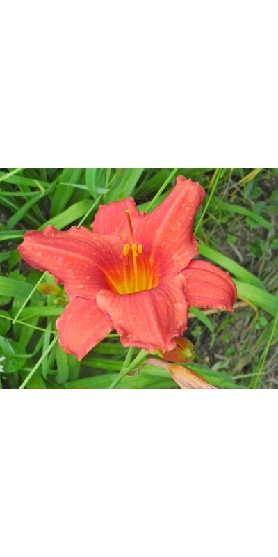 daylilies: 61-07