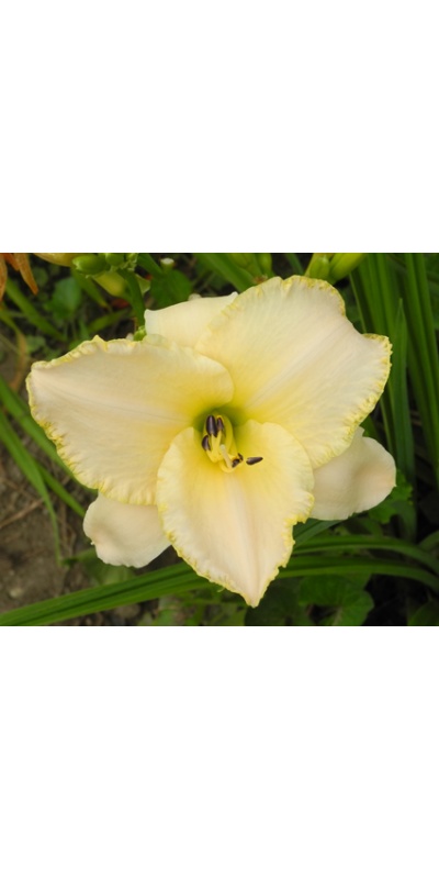 daylilies: WEDDING BAND