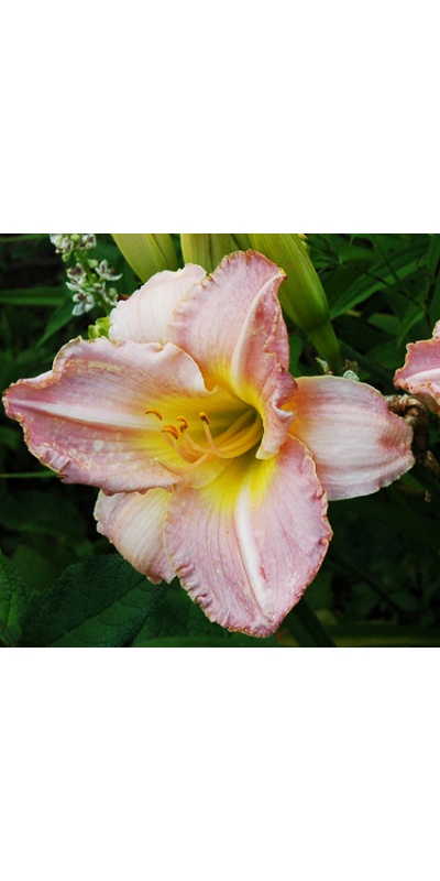daylilies: 14-11