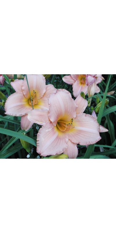 daylilies: EARLY SUNSET