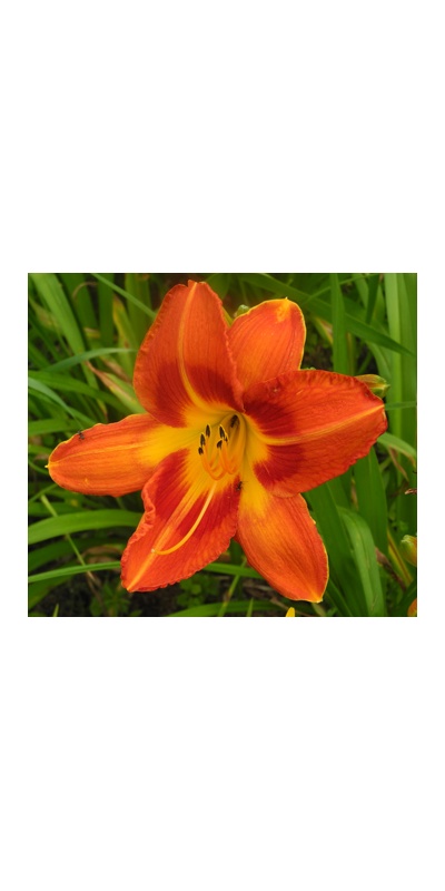 daylilies: Misc Red Tet