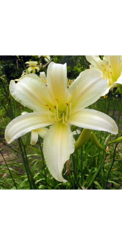 daylilies: OLALLIE CAESAR'S GHOST