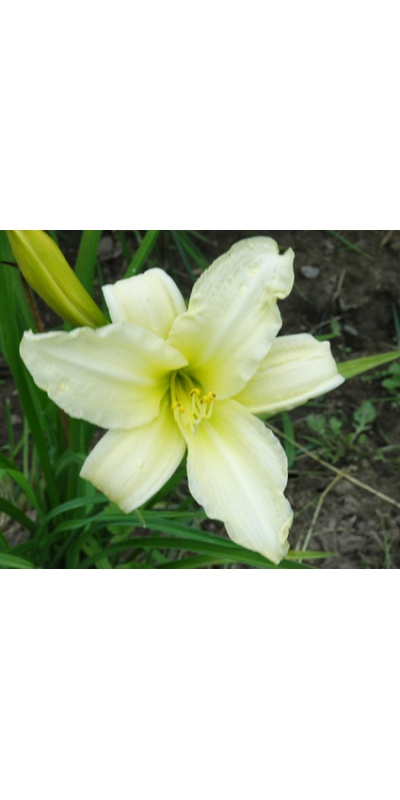 daylilies: OLALLIE EARLY SNOWFALL