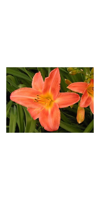daylilies: EAST DOVER (VT)