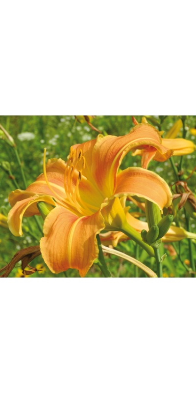 daylilies: OLALLIE ROCKET FLARE