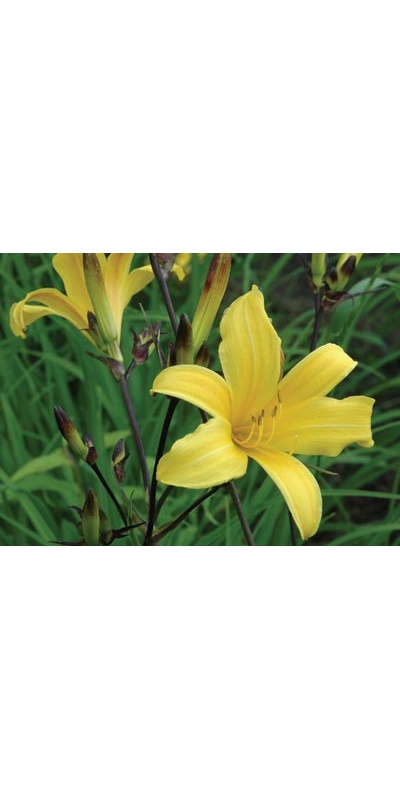 daylilies: EB 22-9-01 (VT)