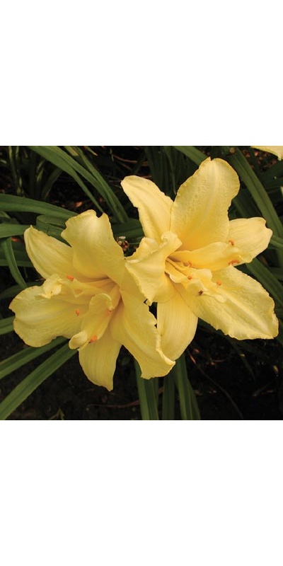daylilies: DOUBLE JACKPOT