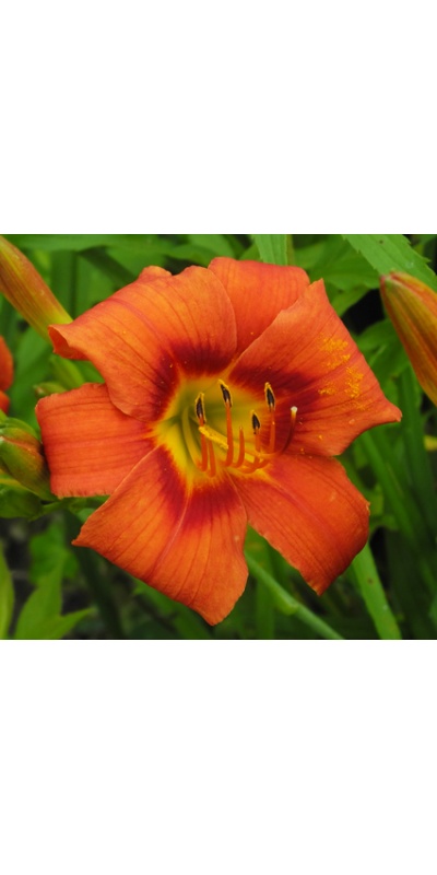 daylilies: OLALLIE KEITH STONE'S SUNSET(40-09)