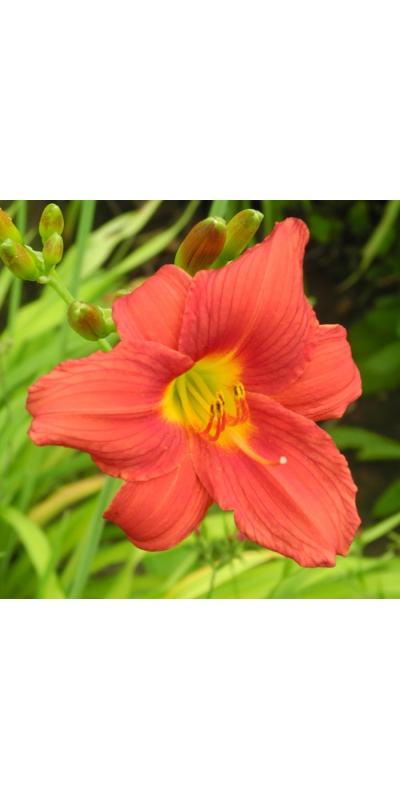 daylilies: 42-09