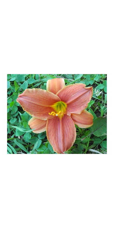 daylilies: 34-09