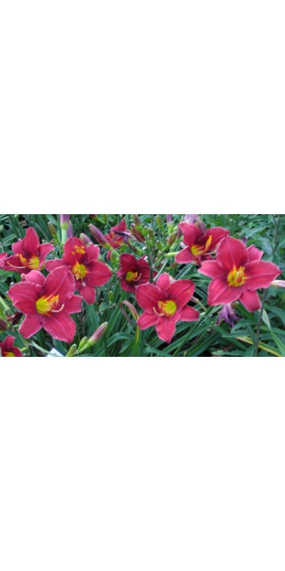 daylilies: OLALLIE ESTHER FULL OF GRACE (06-12)