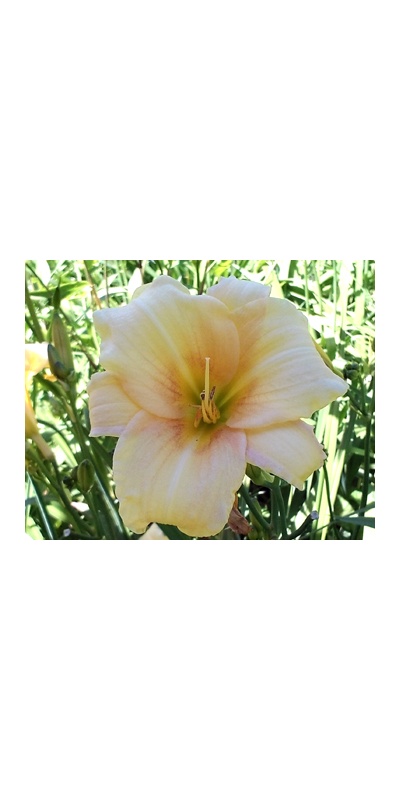 daylilies: OLALLIE BEATRICE LUCIA (8-34-2014)