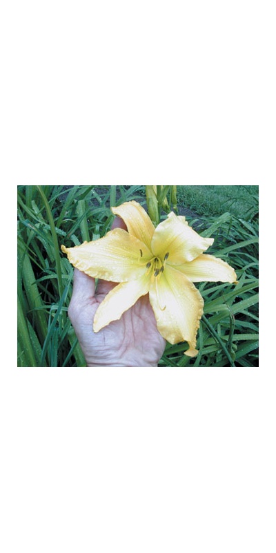 daylilies: DOWN SOUTH