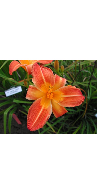 daylilies: DEEP DARK CAVERNS (VT)
