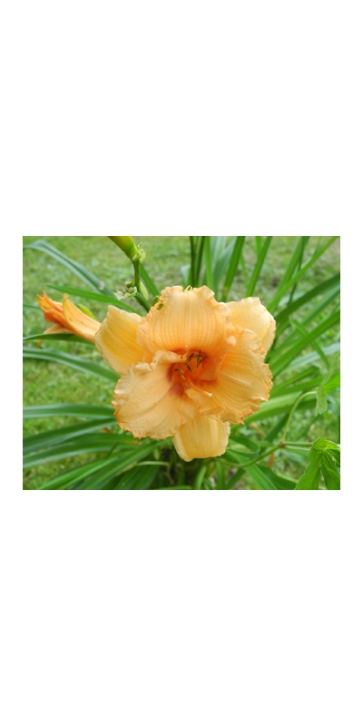 daylilies: 18-34-2014