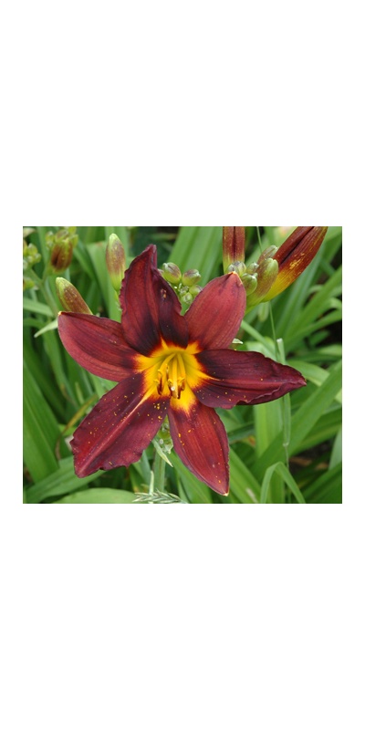 daylilies: EBONY GEM
