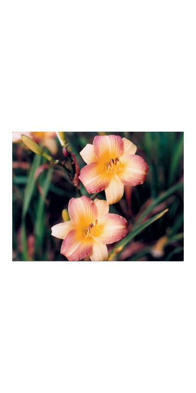 daylilies: EENIE ALLEGRO