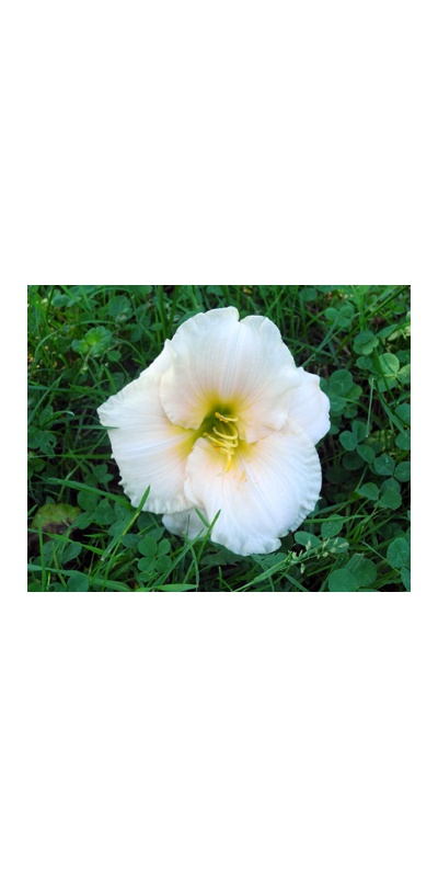 daylilies: OLALLIE LIVE ON LOUIE (12-34-2014)