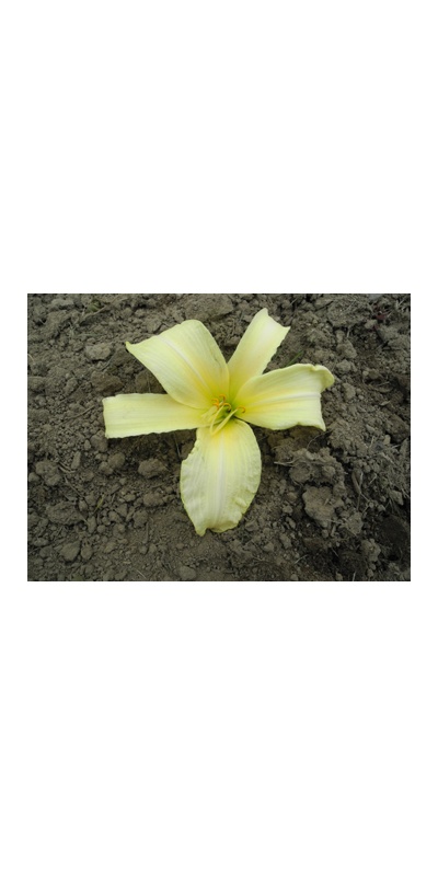 daylilies: 26-34-2014