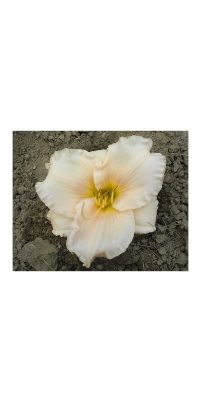 daylilies: OLALLIE LAURIE ARDEN (25-34-2014)