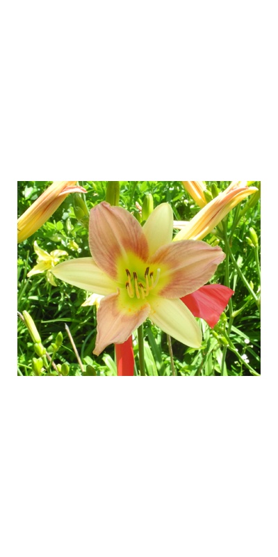 daylilies: 21-34-2014