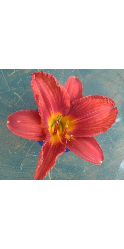 daylilies: 15-34-2014