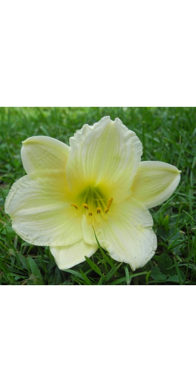 daylilies: 28-13