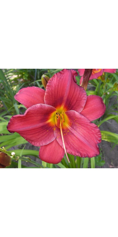 daylilies: 68-34-2014