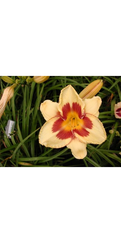 daylilies: EL BANDITO