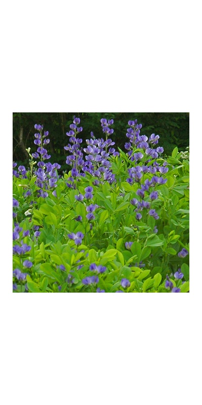daylilies: Seedling Baptisia austr.