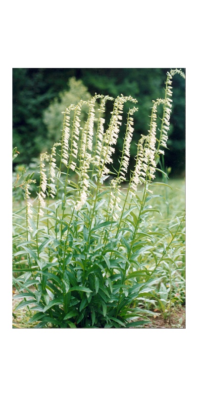 daylilies: Seedling Digitalis lutea