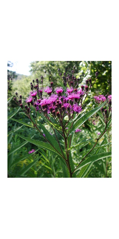 daylilies: Seedling Veronia