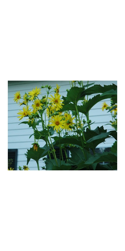 daylilies: Seedling Silphium perfoliatum