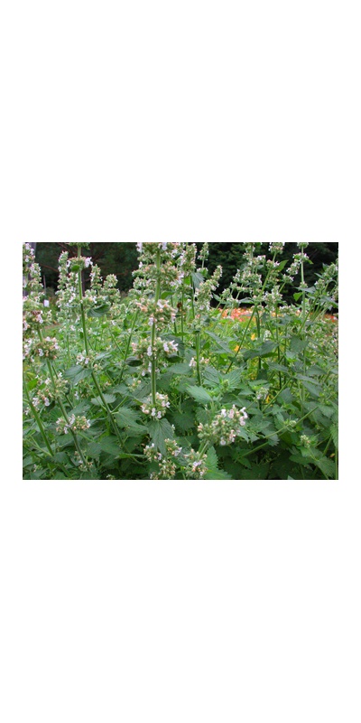 daylilies: Seedling Catnip