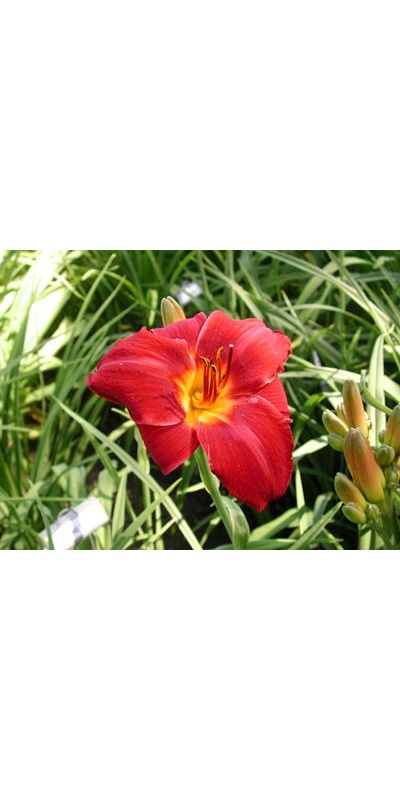 daylilies: ELEVENTH HOUR