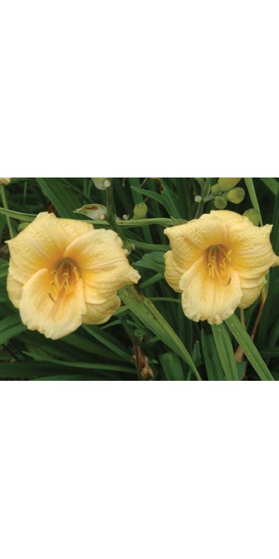 daylilies: ELF CAPS