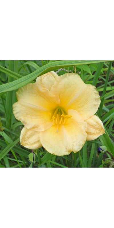 daylilies: 1-7-10-2015