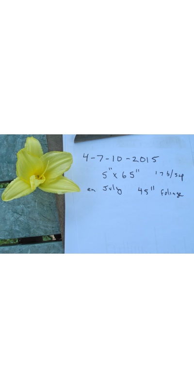 daylilies: 4-7-10-2015