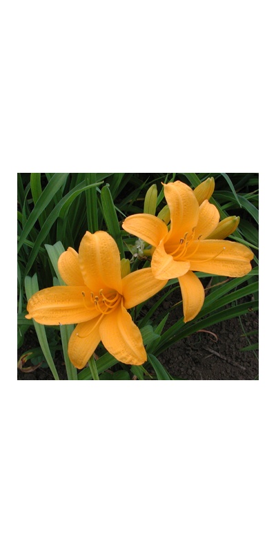 daylilies: ESPERANZA