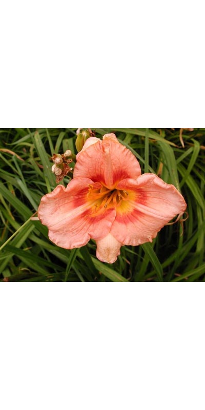 daylilies: ALVIN LEBEGUE MEMORIAL