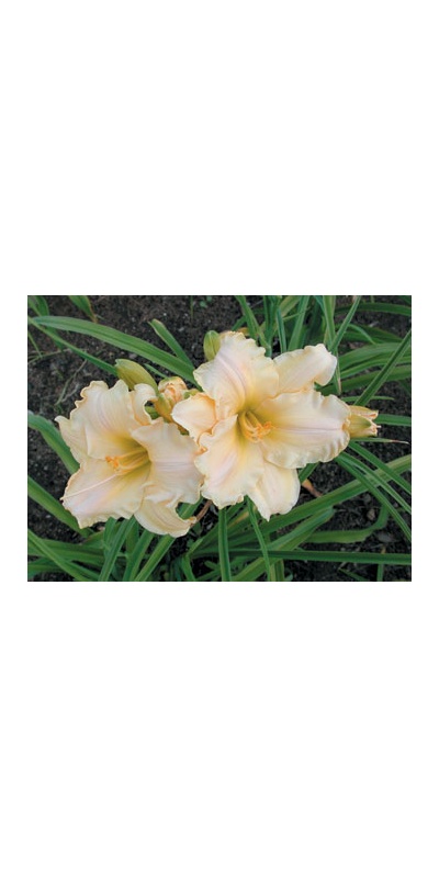 daylilies: FAIRY CHARM