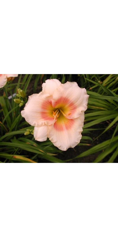 daylilies: FAIRY'S PETTICOAT