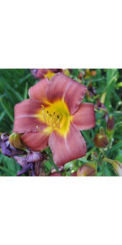 daylilies: 4-7-2016